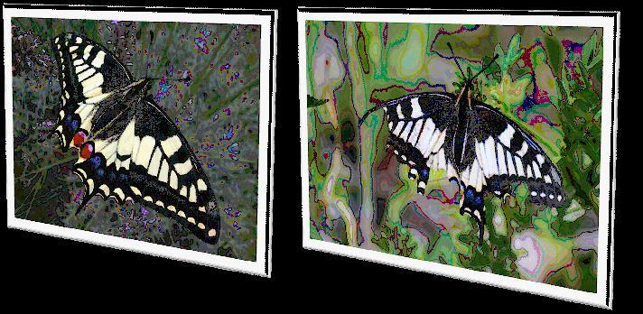 Papilio machaon Tronsson Jacques Strasbourg 67 19052010