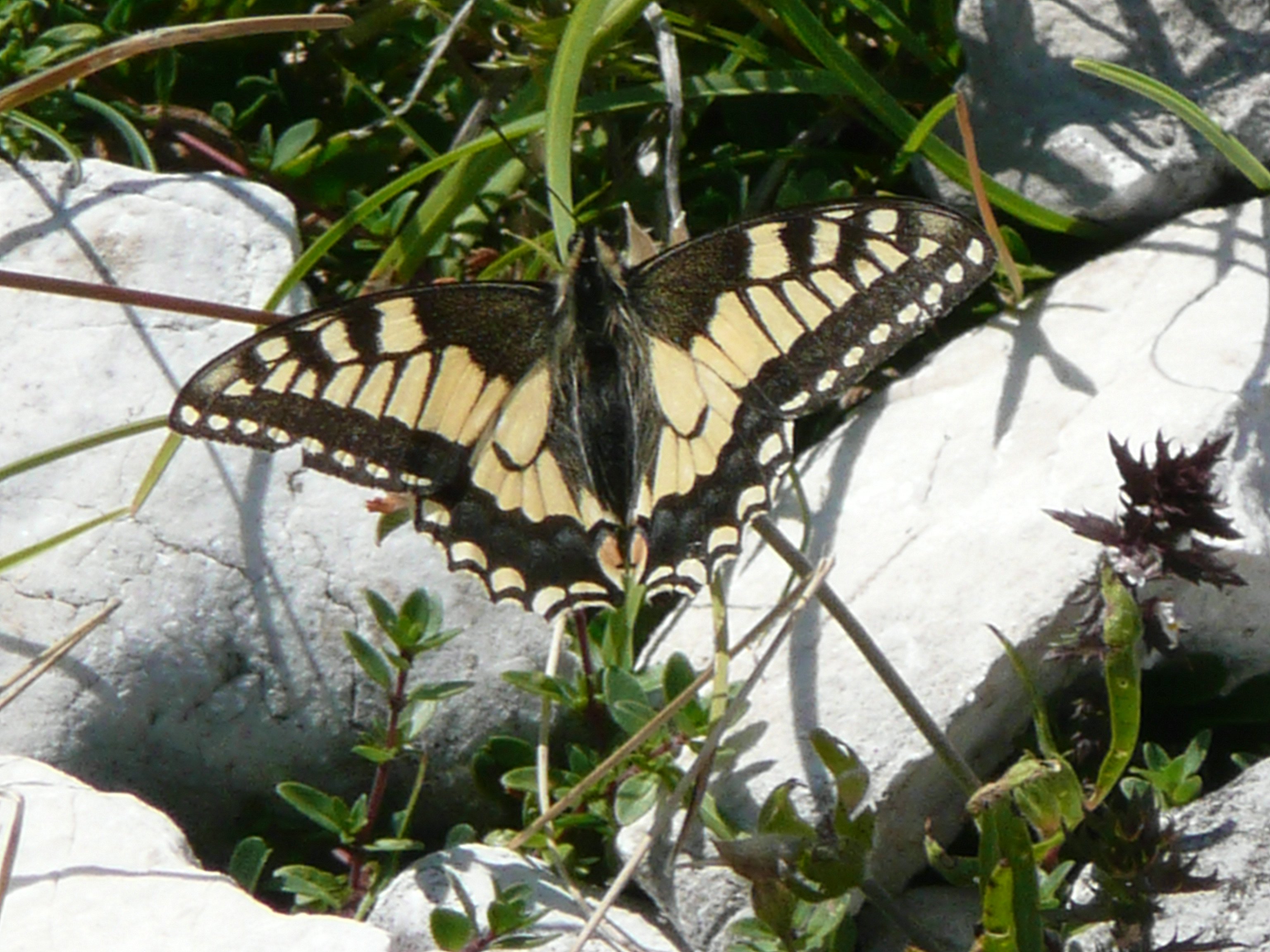 Papilio machaonLe Mao Patrick alpage du Margeriaz Aillon-le-Jeune (73) 29072008