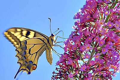 Papilio machaon Salès Christian 34