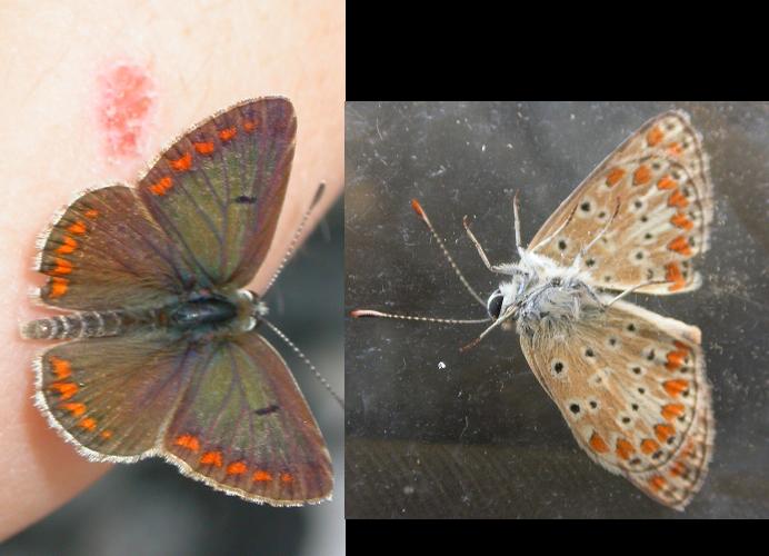 Papillon Aricia agestis Thiors 79 27062007 Guyonnet