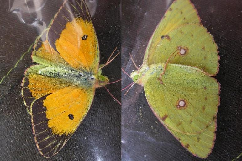 Papillon-Colias-crocea-Thiors-79-27062007