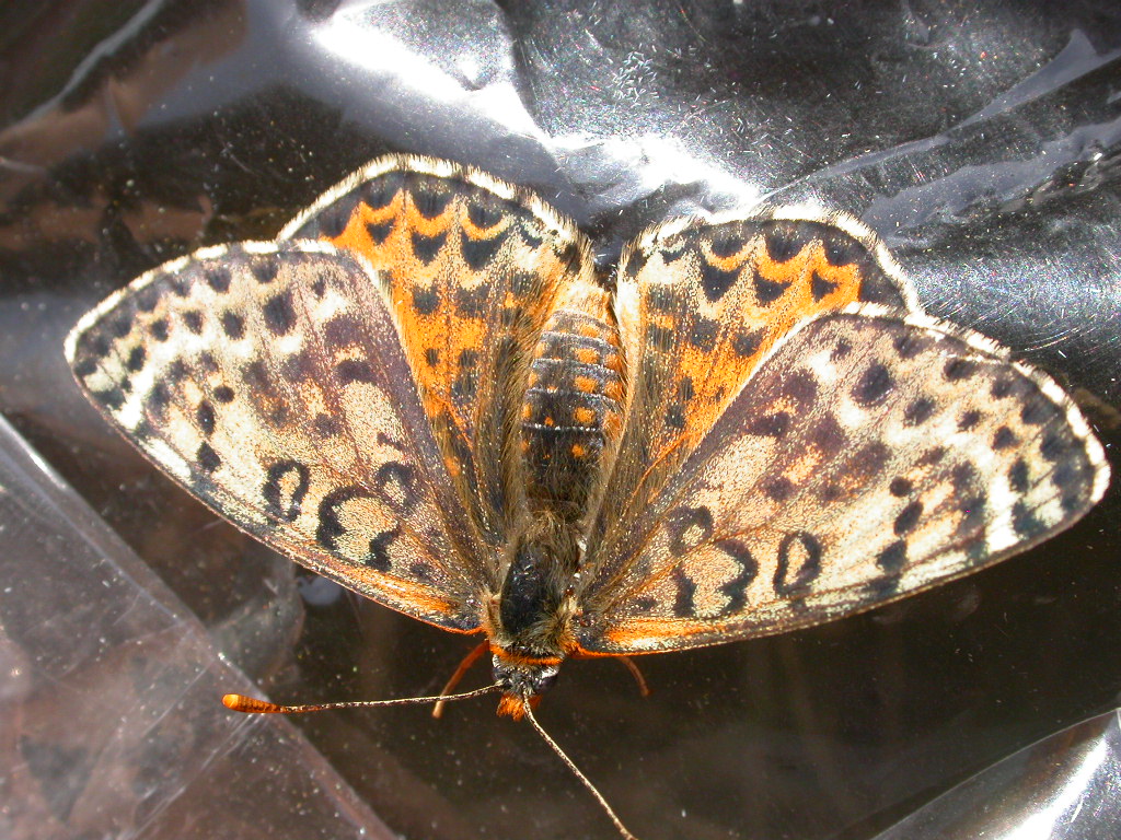 Papillon-Didymaeformia-didyma-Fressines-79-09092006-Guyonnet-Antoine