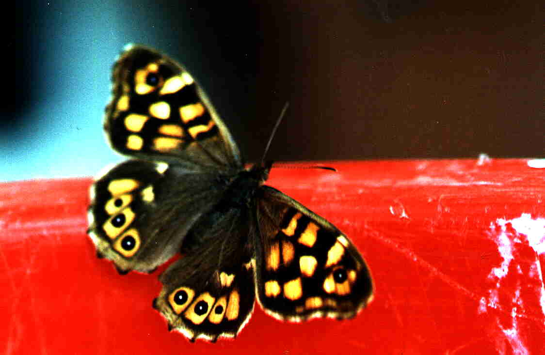 Papillon Pararge aegeria Niort 79 15062000 Guyonnet