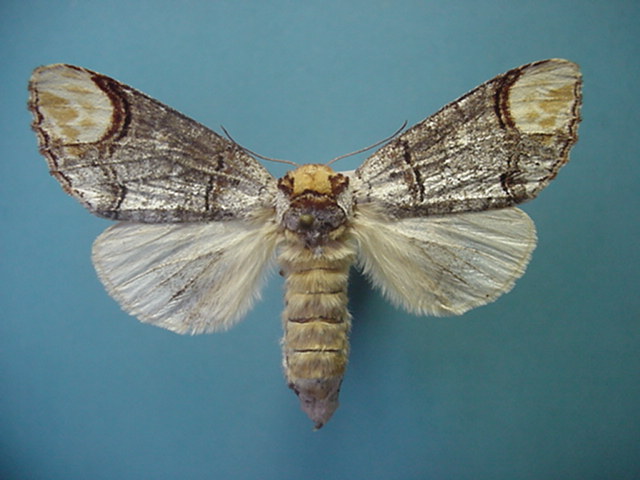 Phalera bucephala Collection Levesque Robert
