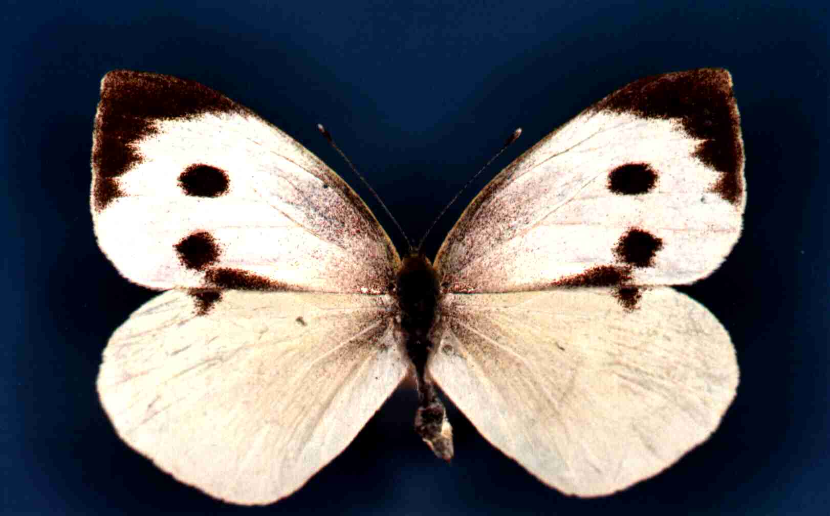 Papillon Pieris brassicae Collection Levesque Robert
