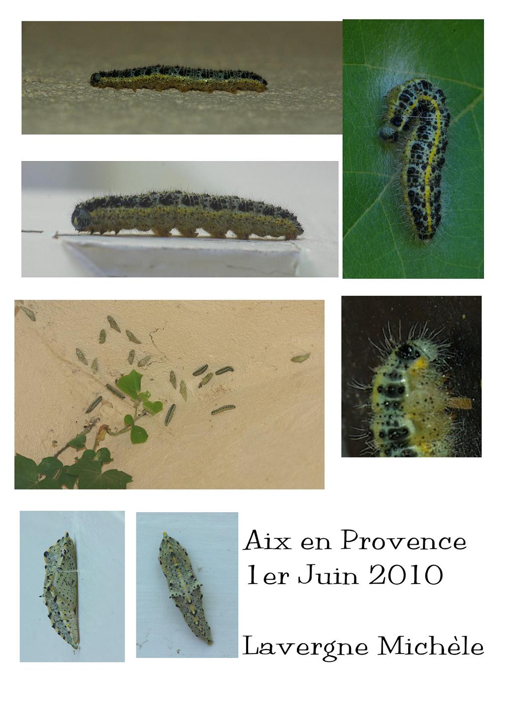 Pieris brassicae Lavergne Michèle Aix en Provence 13 29052010