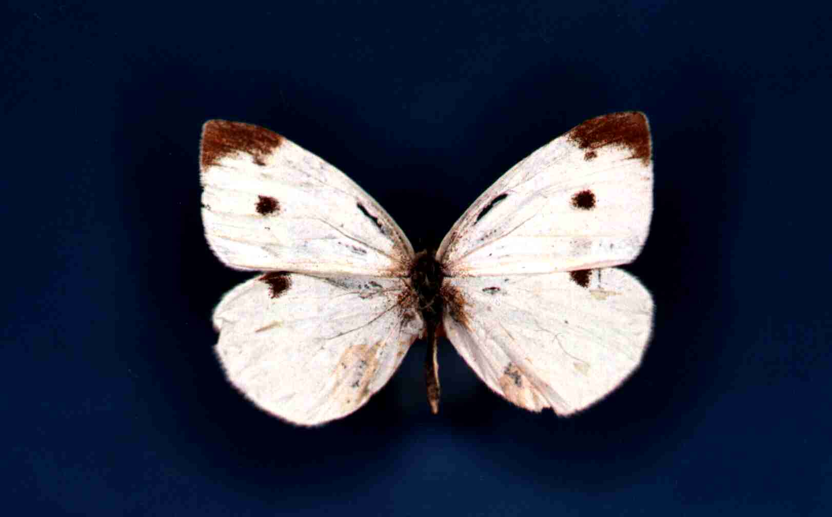 Papillon Pieris rapae Collection Levesque Robert
