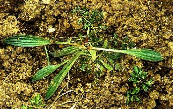 Plantain lancéolé (Plantago lanceolata)