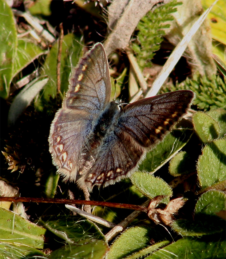 Polyommatus icarus Soulère Jean-Pierre Azay-le-Rideau 37 08092008
