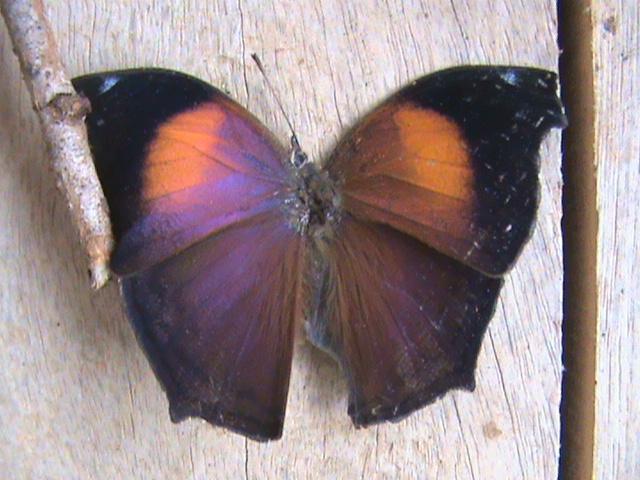 Salamis cacta cacta Fabricius 1793 male Constanza Michelle Yokadouma Cameroun 09042010