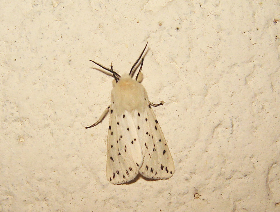 Arctiidae Spilosoma lubricipeda Brams Jean-Marie Loiret 45 02062008