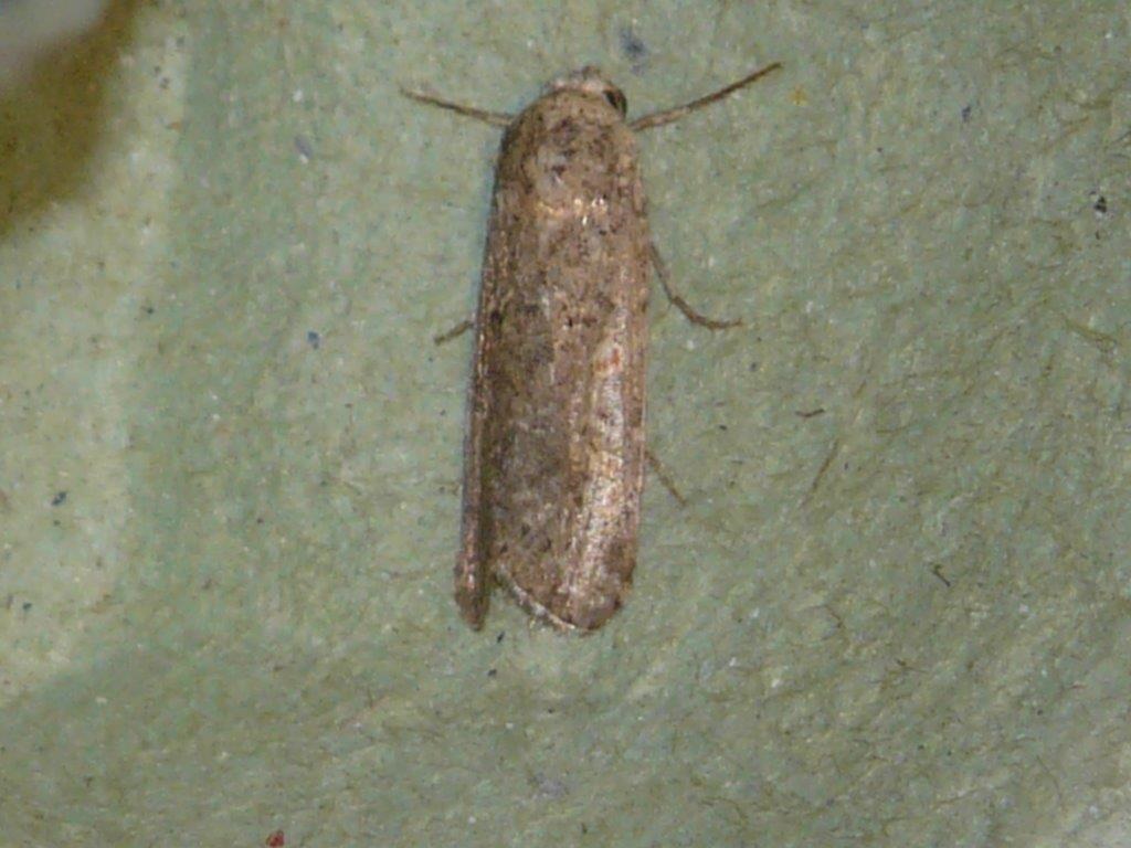 Spodoptera exigua Montenot Jean-Pierre La Rochelle 17 31072015