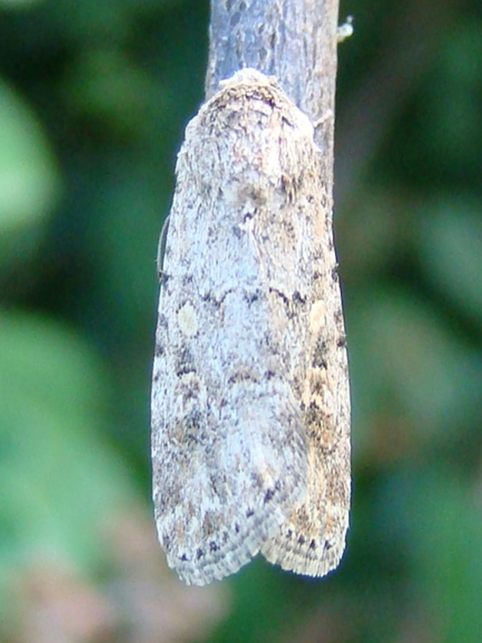Spodoptera exigua Seys Brigitte Carvin 62 09092009