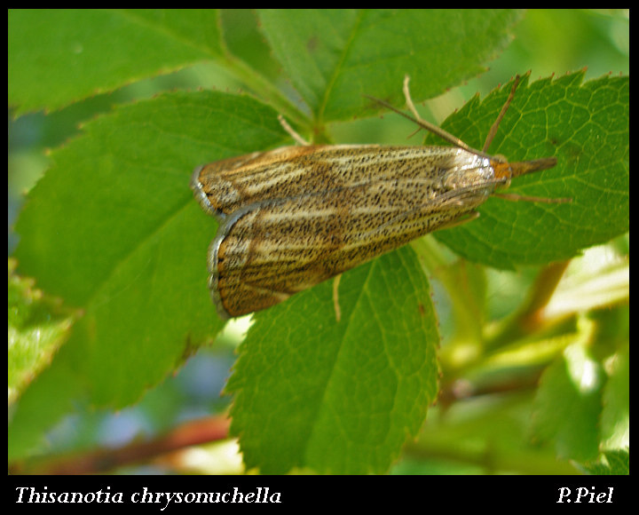 Thisanotia chrysonuchella Piel Patricia Saint-Augustin 17 052008