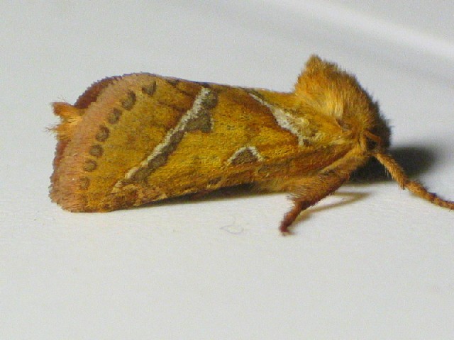 Papillon Triodia sylvina 76 Buquet 092004