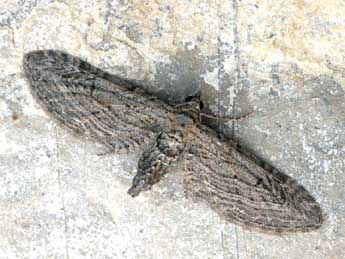 Eupithecia unedonata (Mabille, 1868)