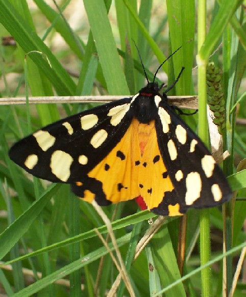 Papillon Epicallia villica 91 Klopp 052005