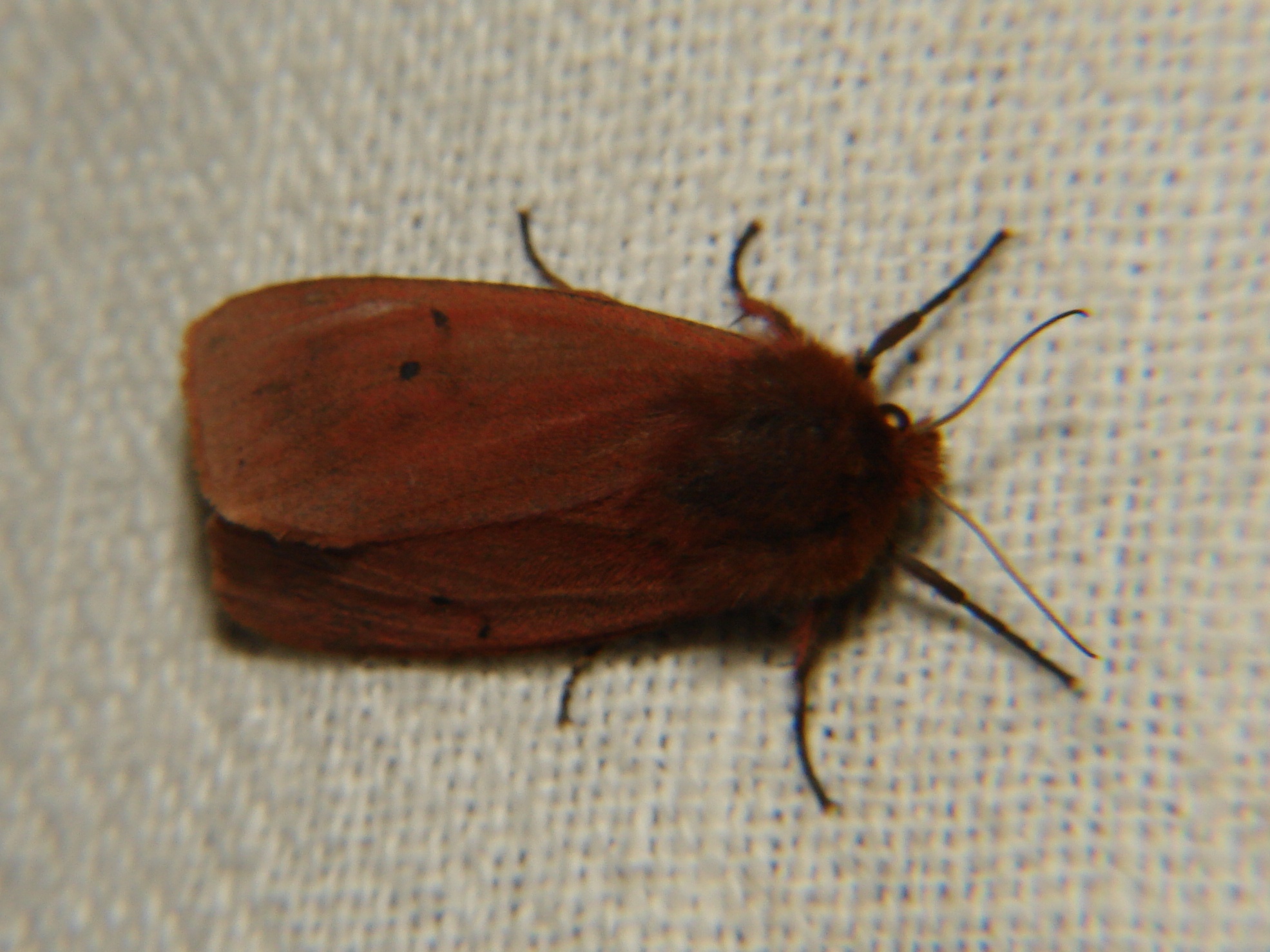 Phragmatobia fuliginosa Rencontres Papillons de Poitou-Charentes Brenne 36 28082010