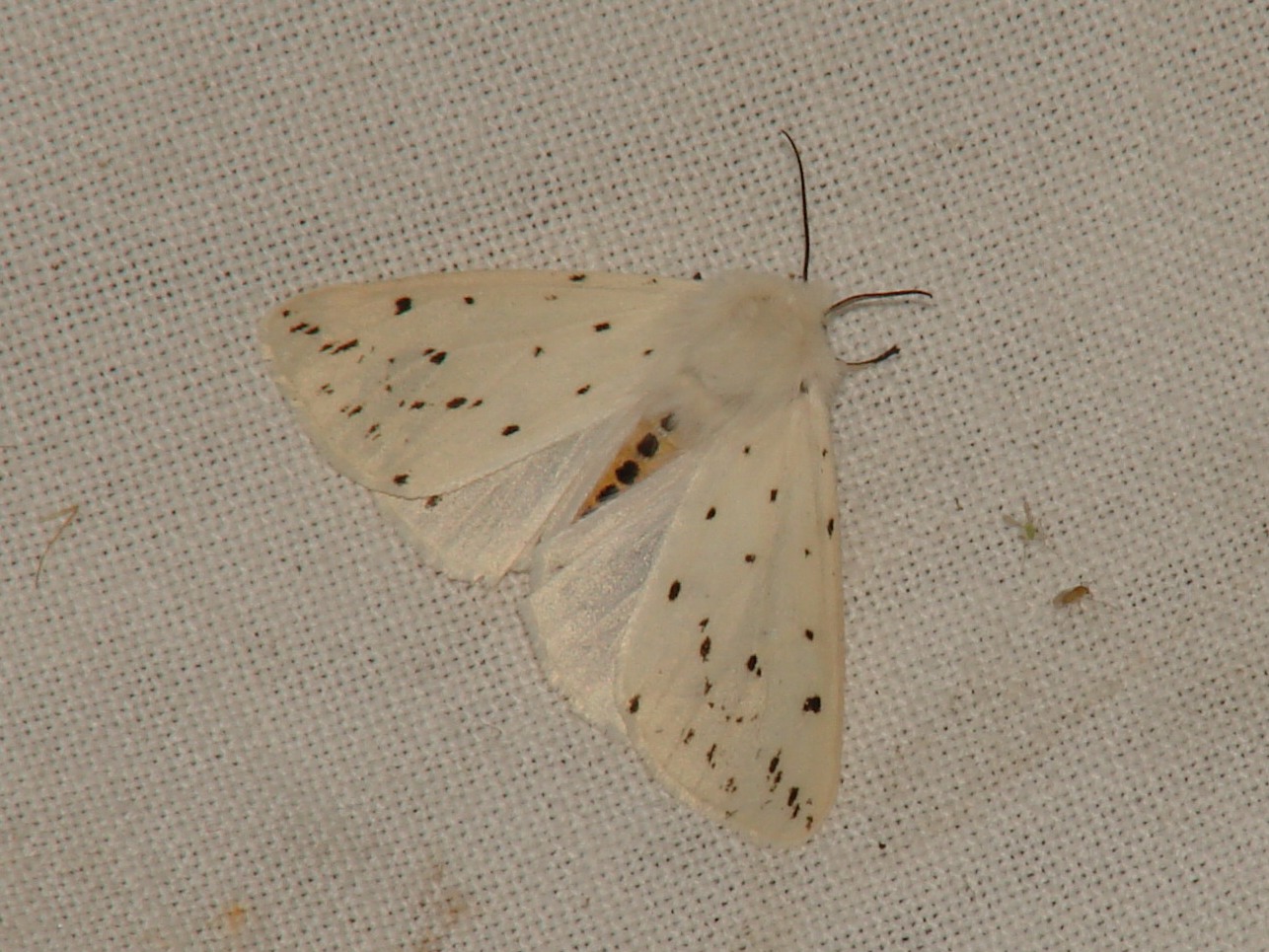 Spilosoma lubricipeda Rencontres Papillons de Poitou-Charentes Brenne Fonterland 36 18062010