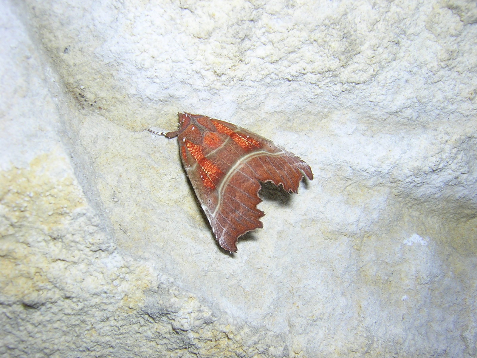 Scoliopteryx libatrix Mulot Sauvannet Patrick Noyers sur Cher 41 26122005