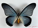 Papillons du Gabon