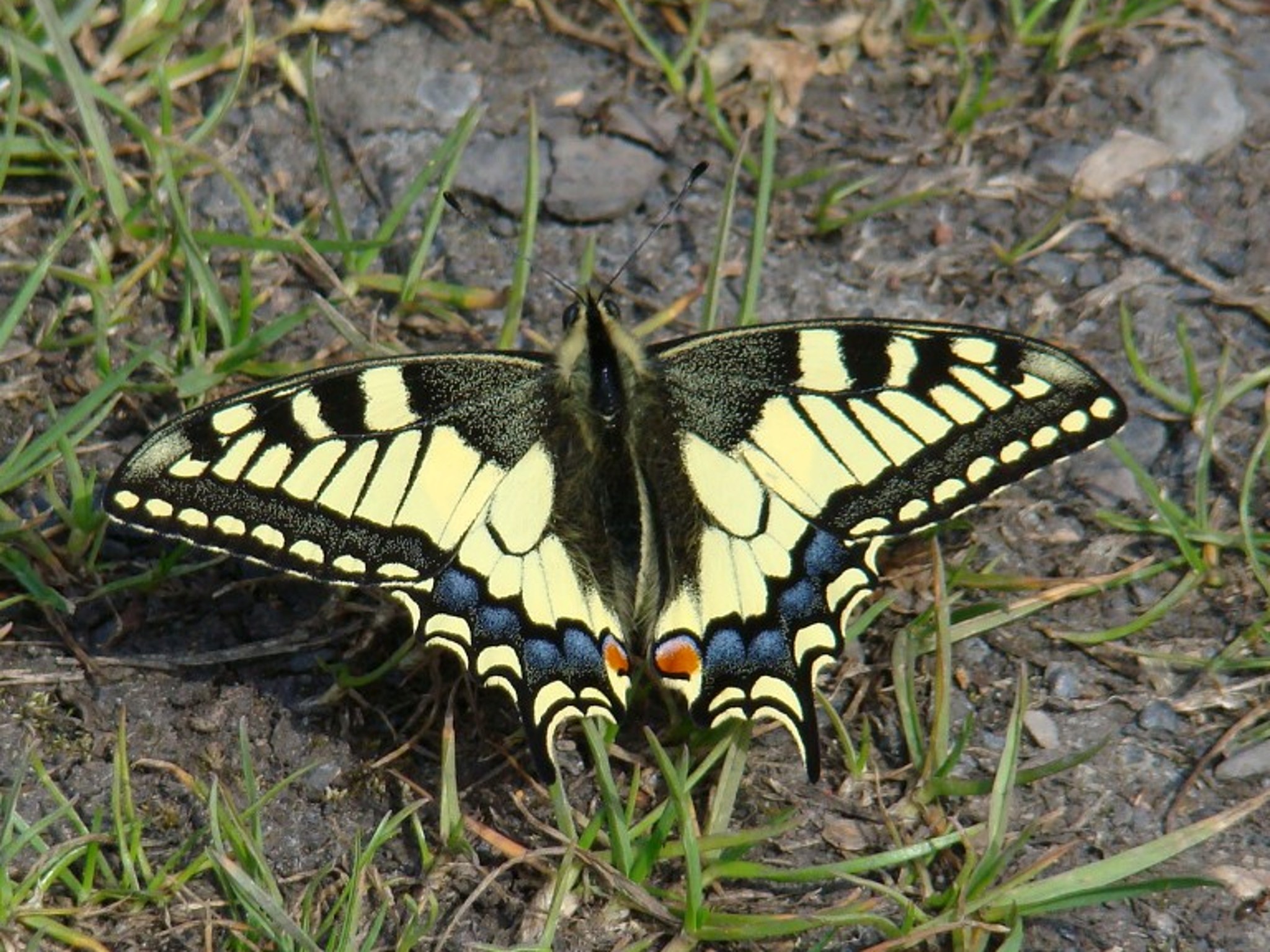 Papilio machaon Seys Brigitte Carvin 62 08052009
