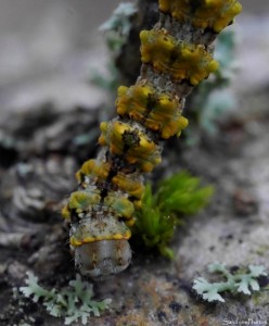 Boarmie des lichens, Cleorodes lichenaria, Chenille des Lichens sur chêne, Papillon de nuit,  Le Verger, Bouresse 86, SandrinePhotos Esprit Nature (13).jpg