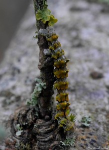 Boarmie des lichens, Cleorodes lichenaria, Chenille des Lichens sur chêne, Papillon de nuit,  Le Verger, Bouresse 86, SandrinePhotos Esprit Nature (12).jpg