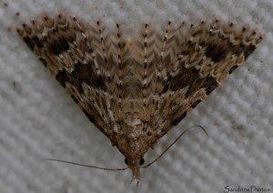 Ornéode du Chèvre-feuille, Alucita hexadactyla, Papillon de nuit, Bouresse, Le Verger 86  (9).jpg