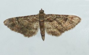 Geometridae - Gymnoscelis rufifasciata - 19-03-2017-redim600.JPG